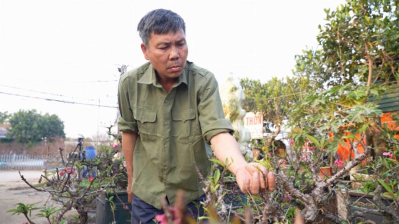 Cận cảnh các giống cây đào Tết mới lai tạo hoặc sự phục hồi của giống đào Thất Thốn quý hiếm